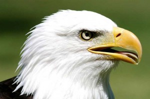 king-focus king-focus